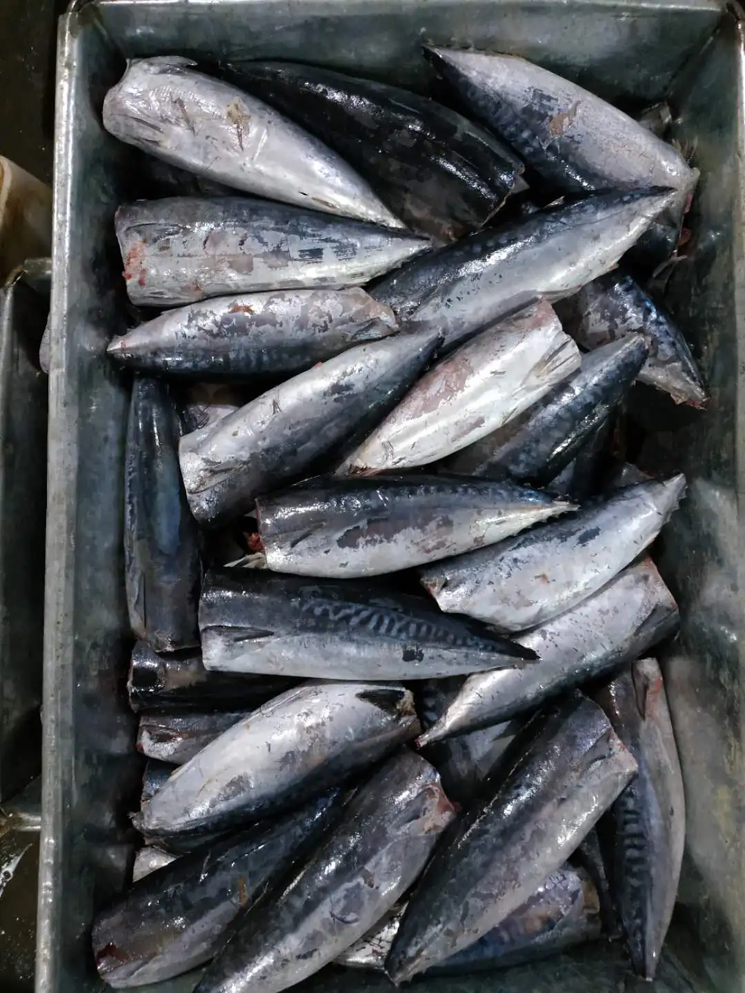 
Frozen Bonito Tuna fish HGT seafrozen BQF for CANNING 