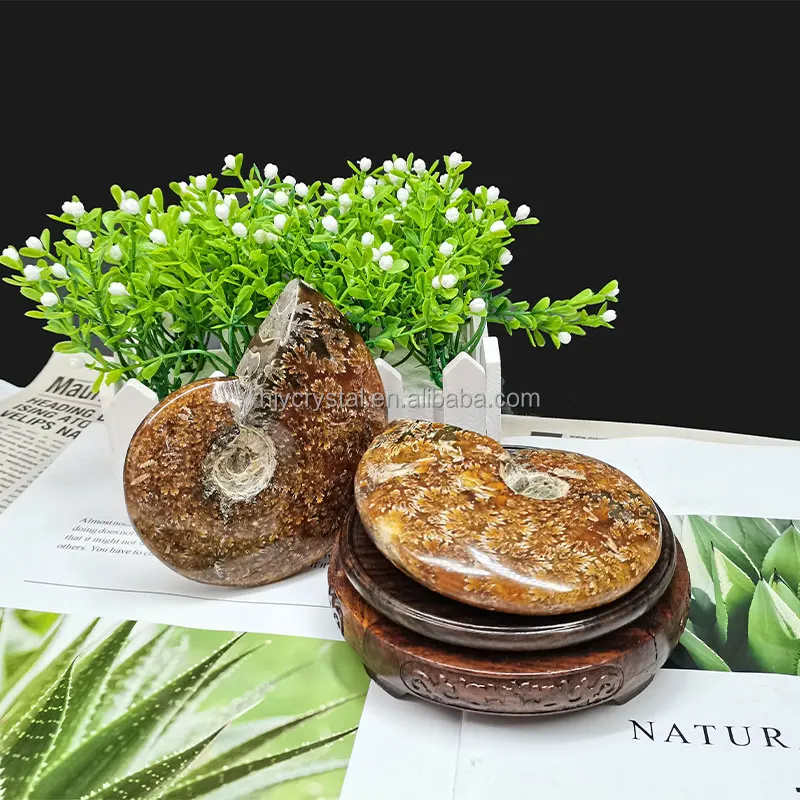 
Wholesale natural quartz crystal fossil snail fossil ammonite fossil mineral specimen 