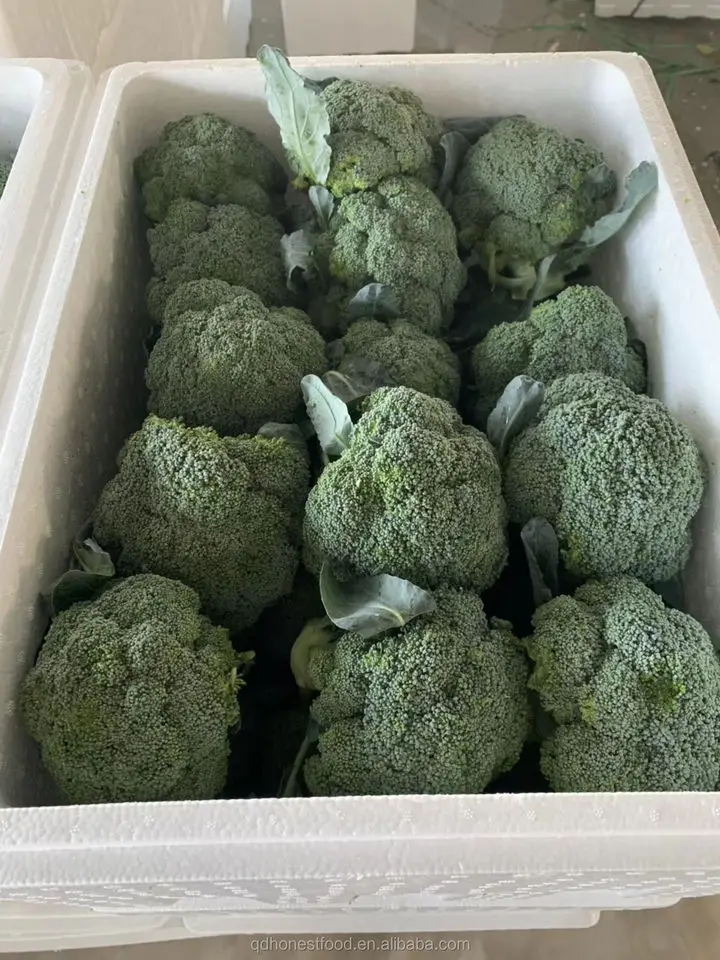 Factory wholesale China Vegetables Broccoli export price fresh broccoli from China