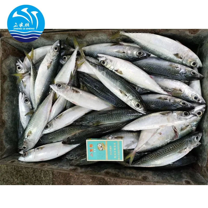 Свежая замороженная цельная Тихоокеанская рыба скумбрия/Копченая скумбрия для продажи оптом