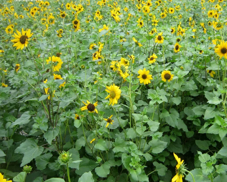 Hot Sale Helianthus Annuus flower Seeds For Growing