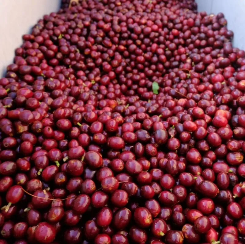 
High Quality Hogood HG10A Spray Dried Instant Coffee Made of 100% Arabica Coffee Beans 