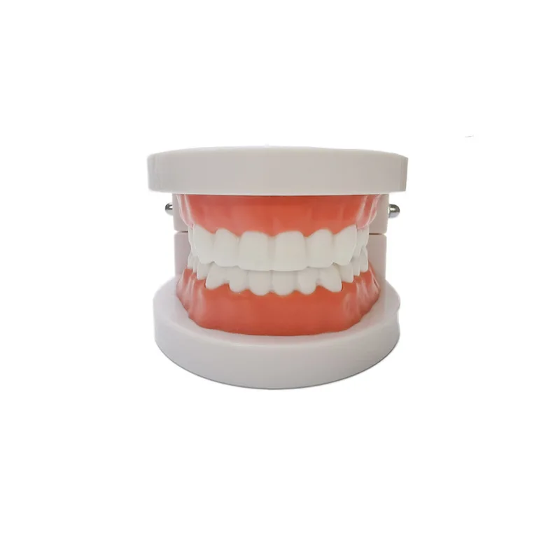 Life Size Tooth Decay Model For Oral Care Teaching Dental Tooth Care Model For Kids