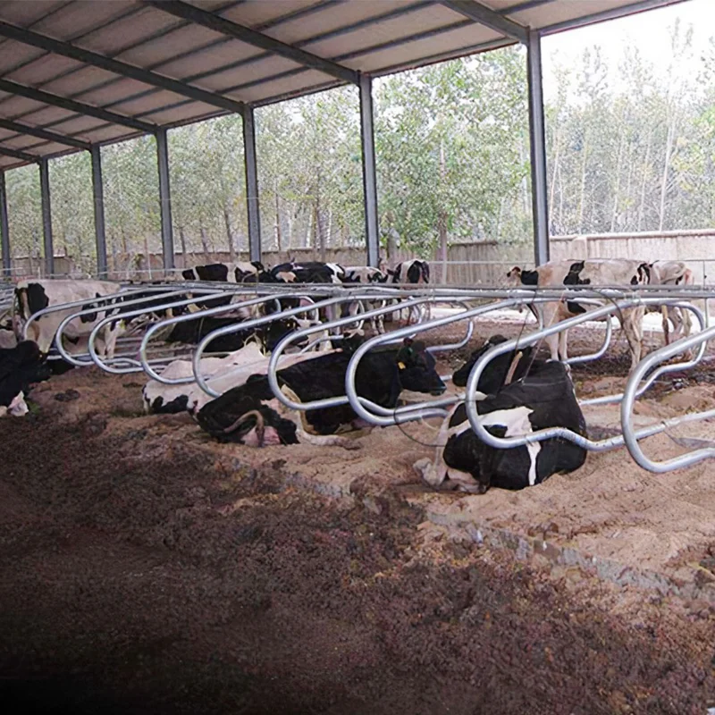 Hot dipped galvanized cattle free stall stainless steel dairy cow stall for sale