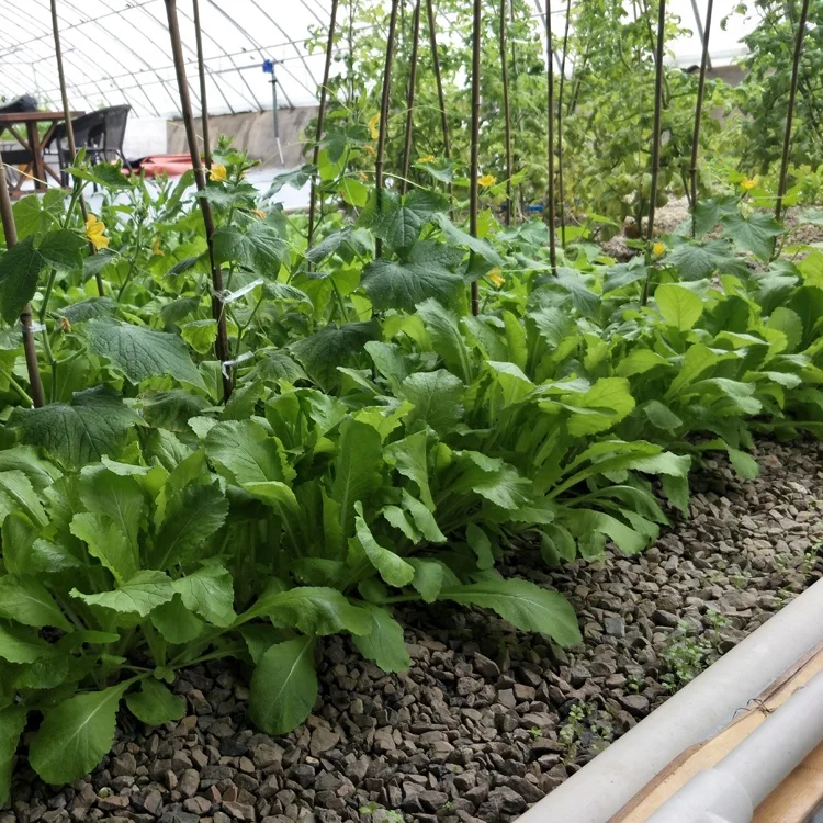 Agricultural Vegetable Cultivation Fish small aquaponics system