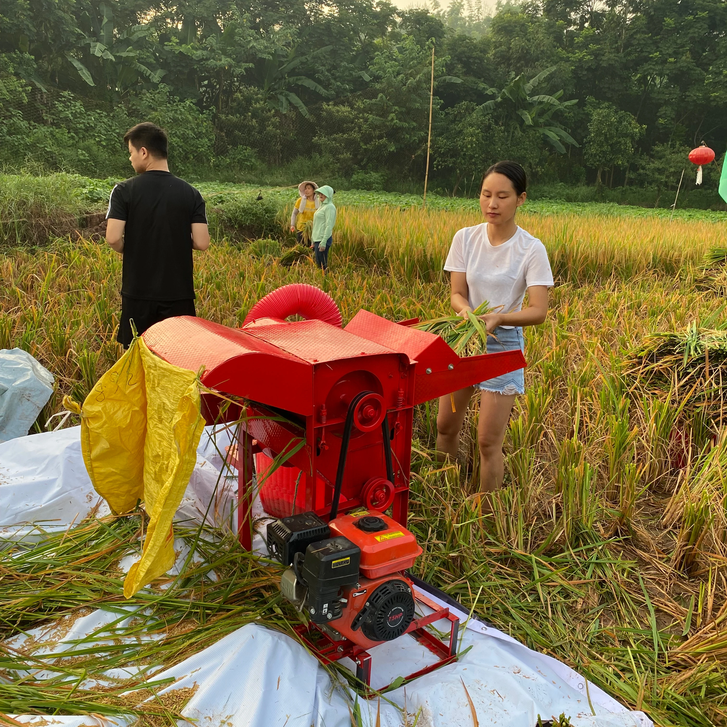 Maize Thresher For Sale Maize Thresher  small scale sorghum soybean paddy rice wheat peeler corn sheller thresher machine