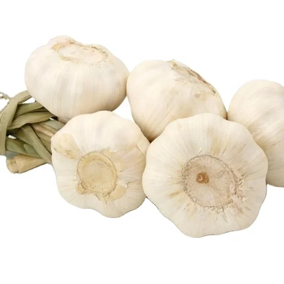 fresh garlic wholesale garlic export pure white dried garlic