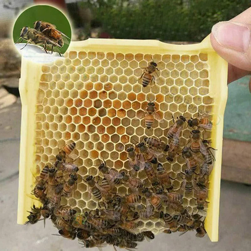 Multi-Functional Plastic Foam Double Nuc Queen Bee Hive Mini Mating Beehive Beekeeping Beehive Queen Rearing NUC Beehive