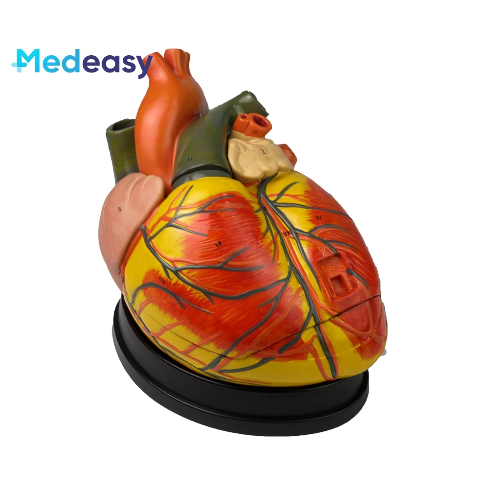 Five times larger heart model, Anatomical human heart model