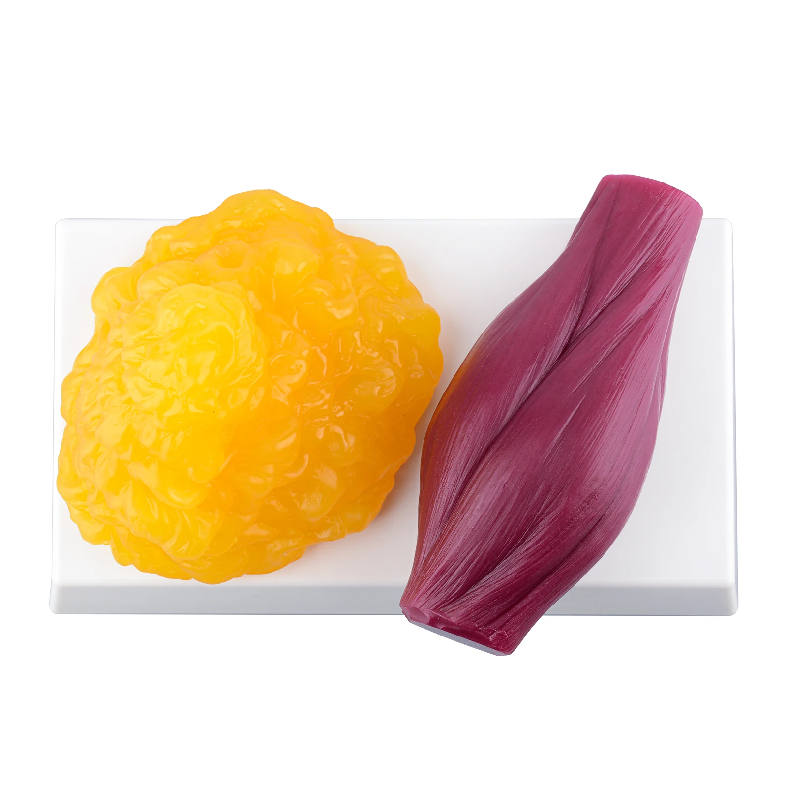 Body 1lb. Fat and Muscle simulation with Base(Yamagata Fat simulation Model)