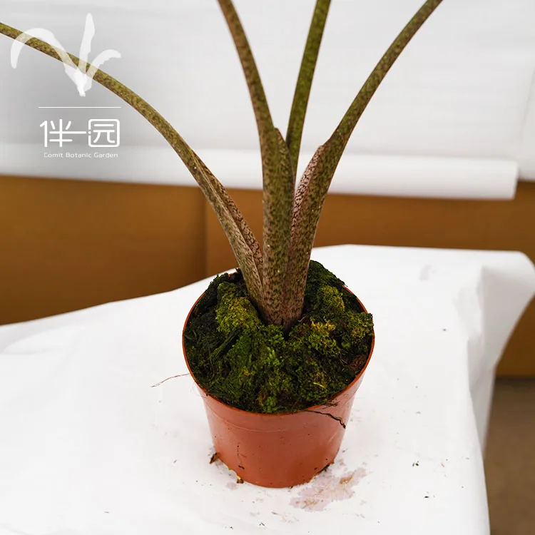 
High quality plants seedling Alocasia seedlings Stingray Ornamental natural plants for interior decoration 