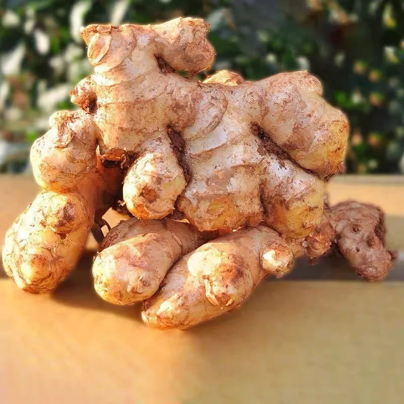Big Fresh Ginger Shandong ginger wholesale price