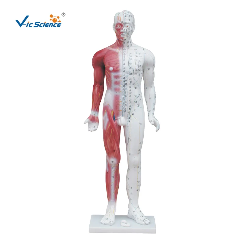 84cm Human Full Body Acupuncture Model with Blood Vessel Muscular Structures