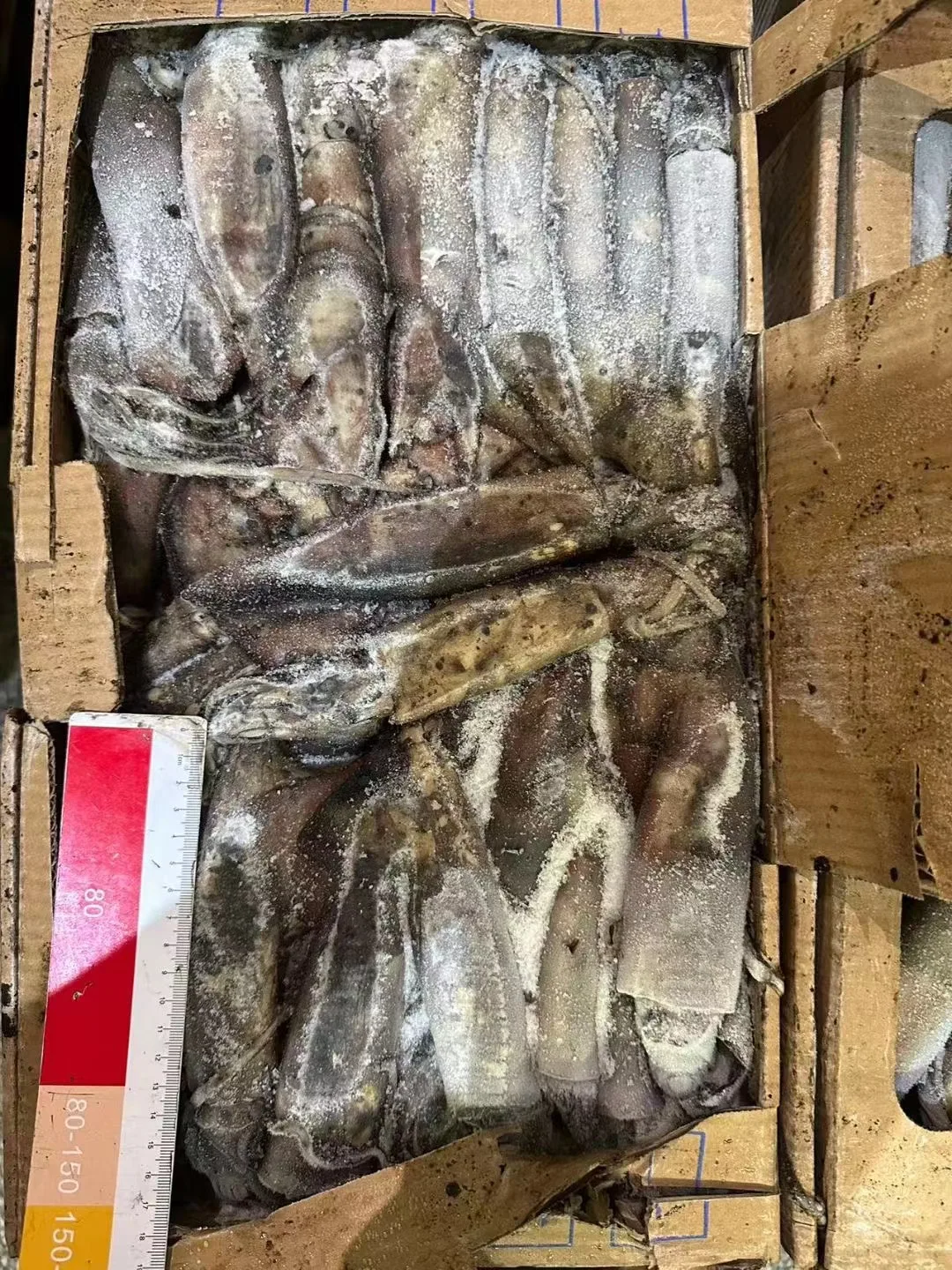 High Quality 100 - 300g Frozen Indian Squid Whole Round Wholesale Origin China