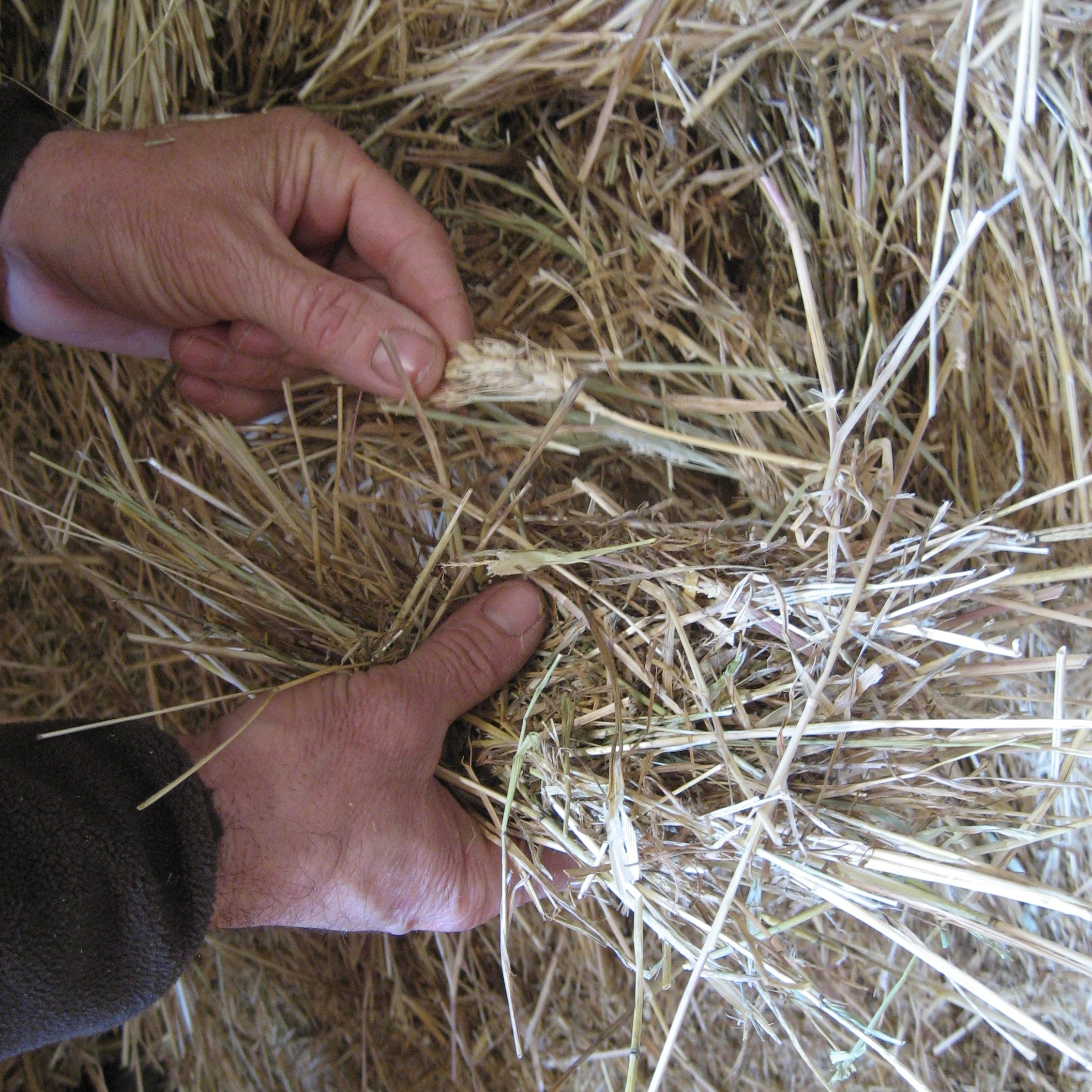 Wheat Hay in bales