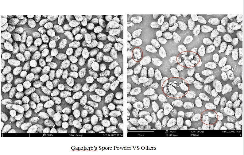 GANOHERB Organic 99.99% Cell-Wall Broken Spore Powder Capsule