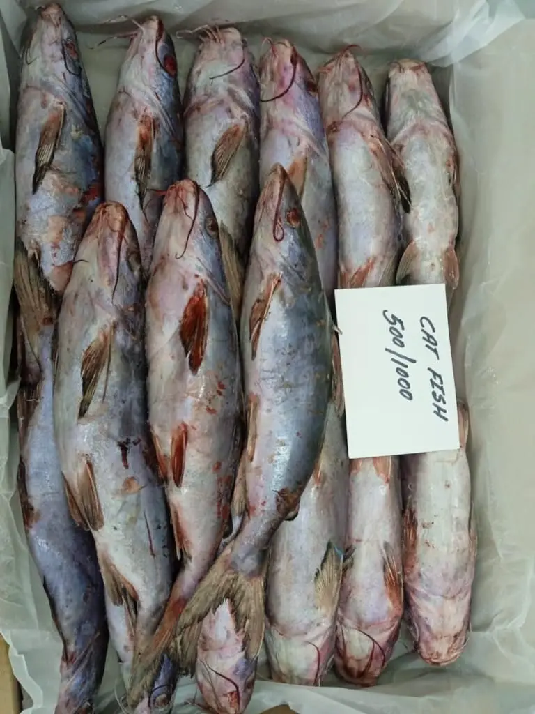 Cat Fish Export Smoke Catfish Oman Origin