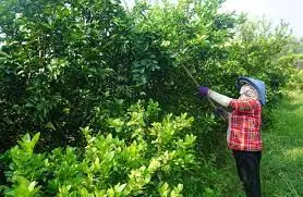 Rich Quality Wholesale Fresh Green Lemons at Bulk Price - Whatsap Linda 0084 989 322 607