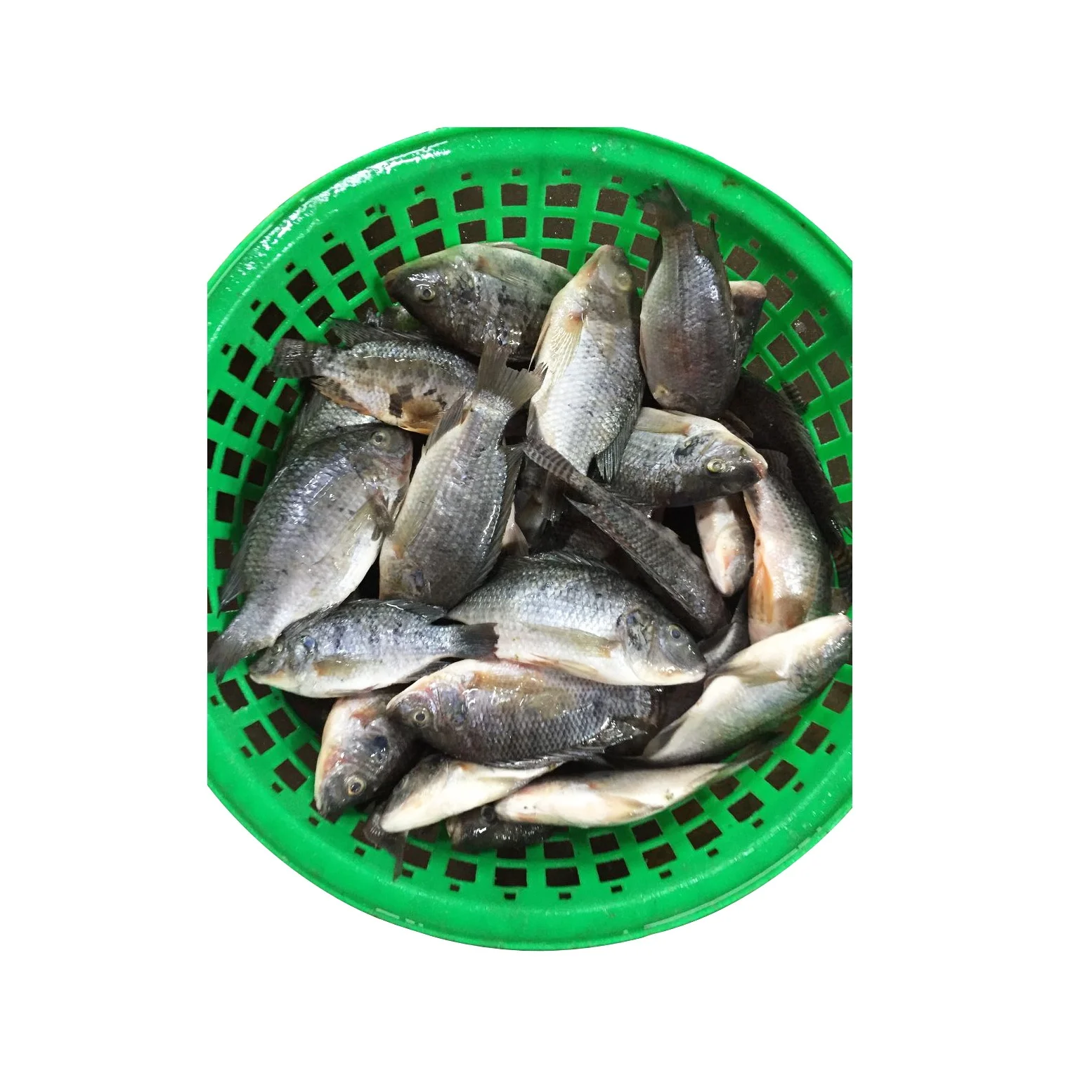 Frozen Whole Black Tilapia Fish Farming