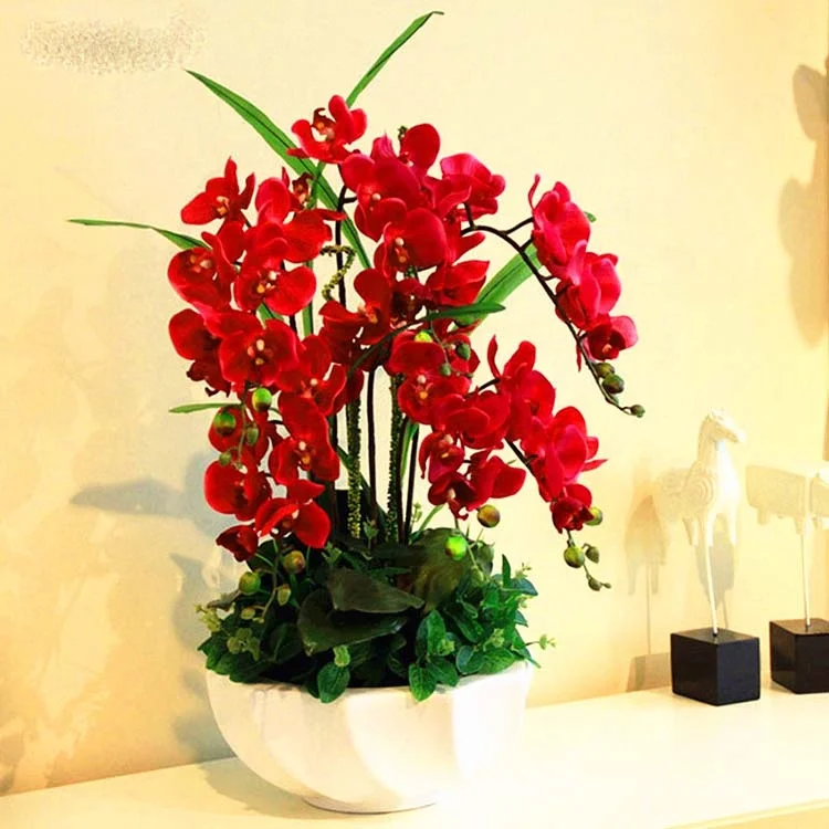 
Factory Wholesale High Quality Phalaenopsis Orchid Seeds 