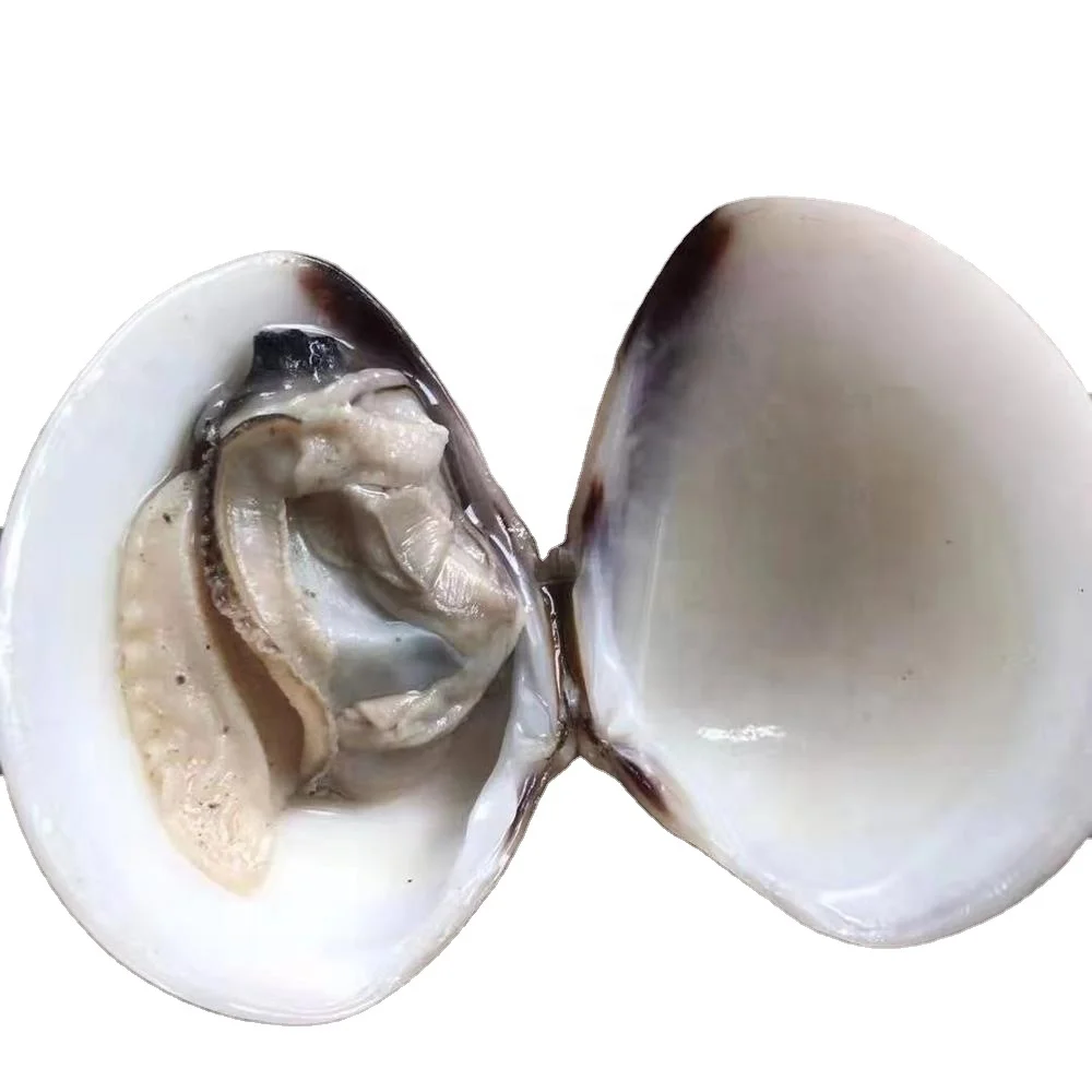 Indonesia Frozen White Clam/ Meat