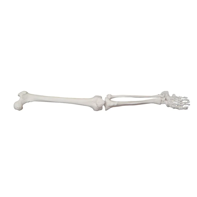 High Quality Life Size Human Lower Extremity Leg Skeleton Model