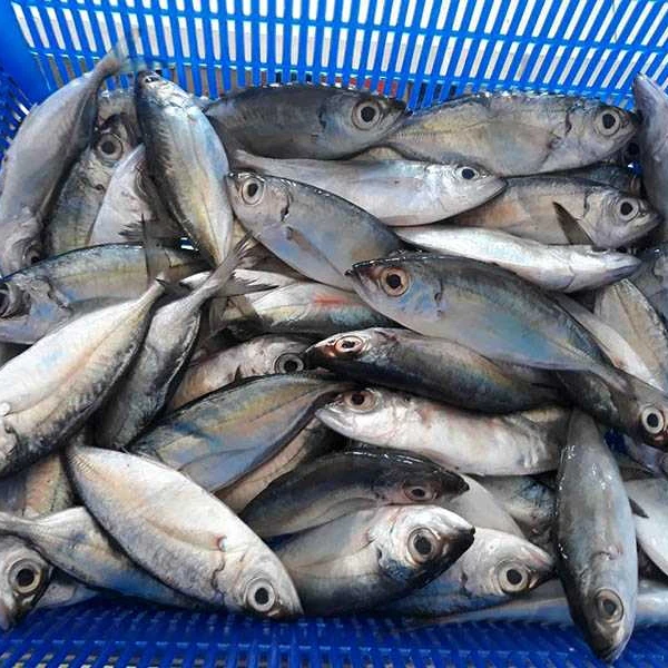Хит продаж замороженные морепродукты Bigeye Scad от вьетнамского