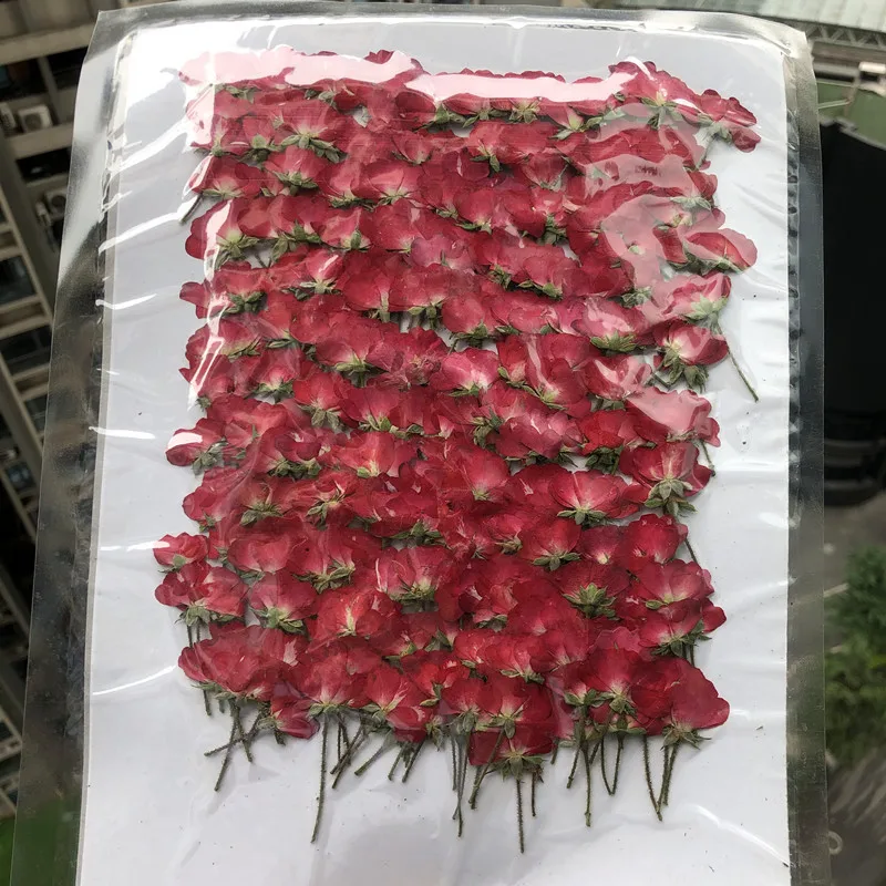 N295 MSH Top Seller High Quality Dried Roses Pressed Roses Pressed Flower Diy Material Craft Material Dried Flowers
