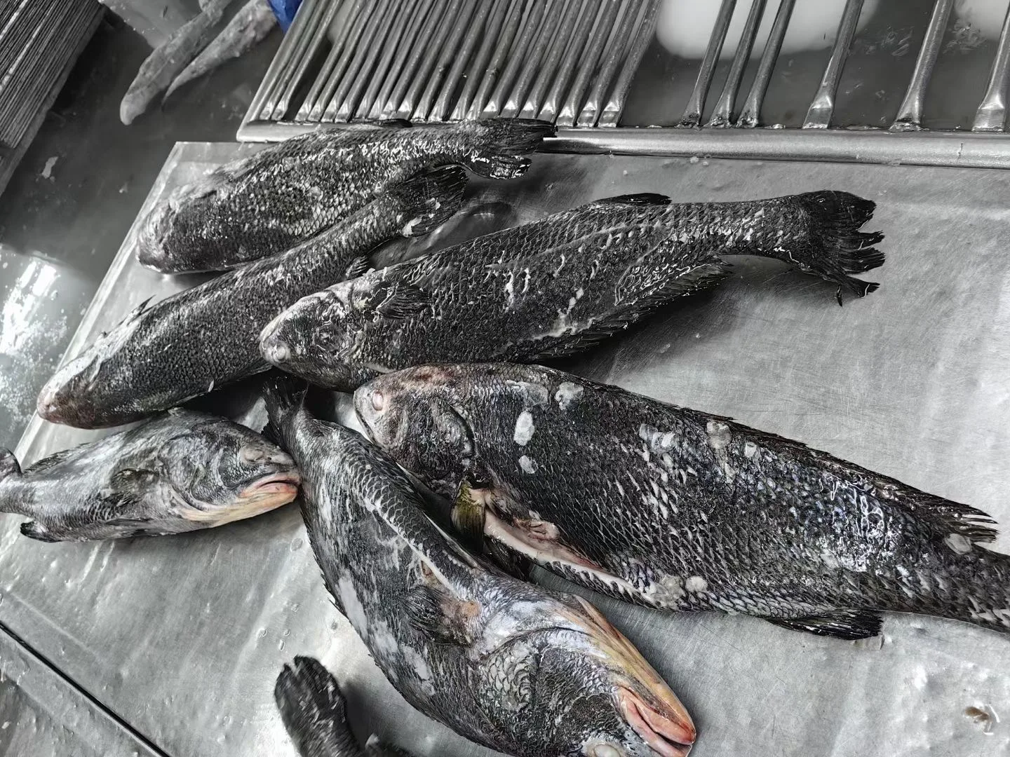 Farm Raised Chinese Croaker Fish Gutted For Sale 4-8kg Iqf Bulk Frozen Brown Croaker G&s