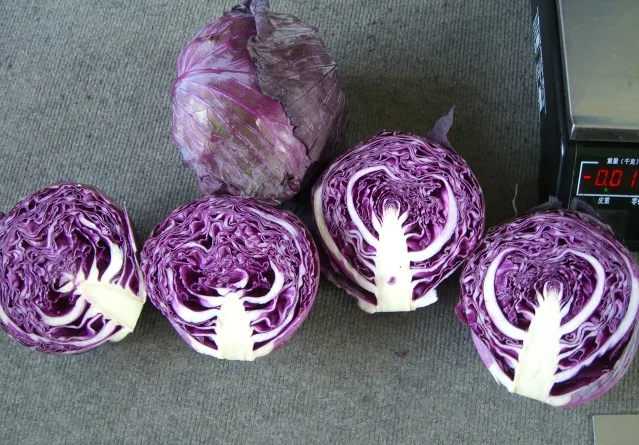 Chinese fresh new cabbages wholesalers price