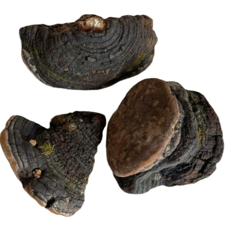1KG Wild raw medicinal mushrooms dried black Phellinus nigricans fungus for sale