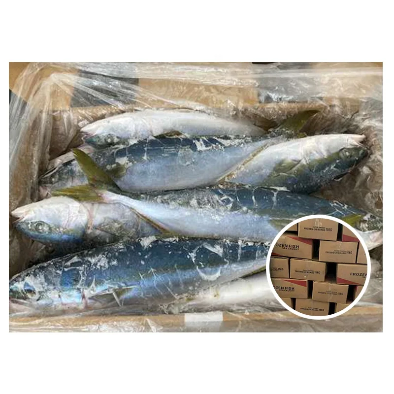 Свежий ставрида замороженный желтый хвост из Японии