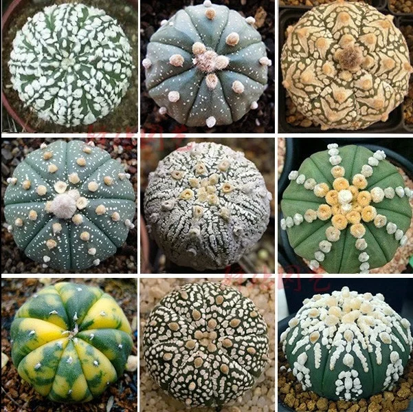 High quality Astrophytum seeds of cactus seeds