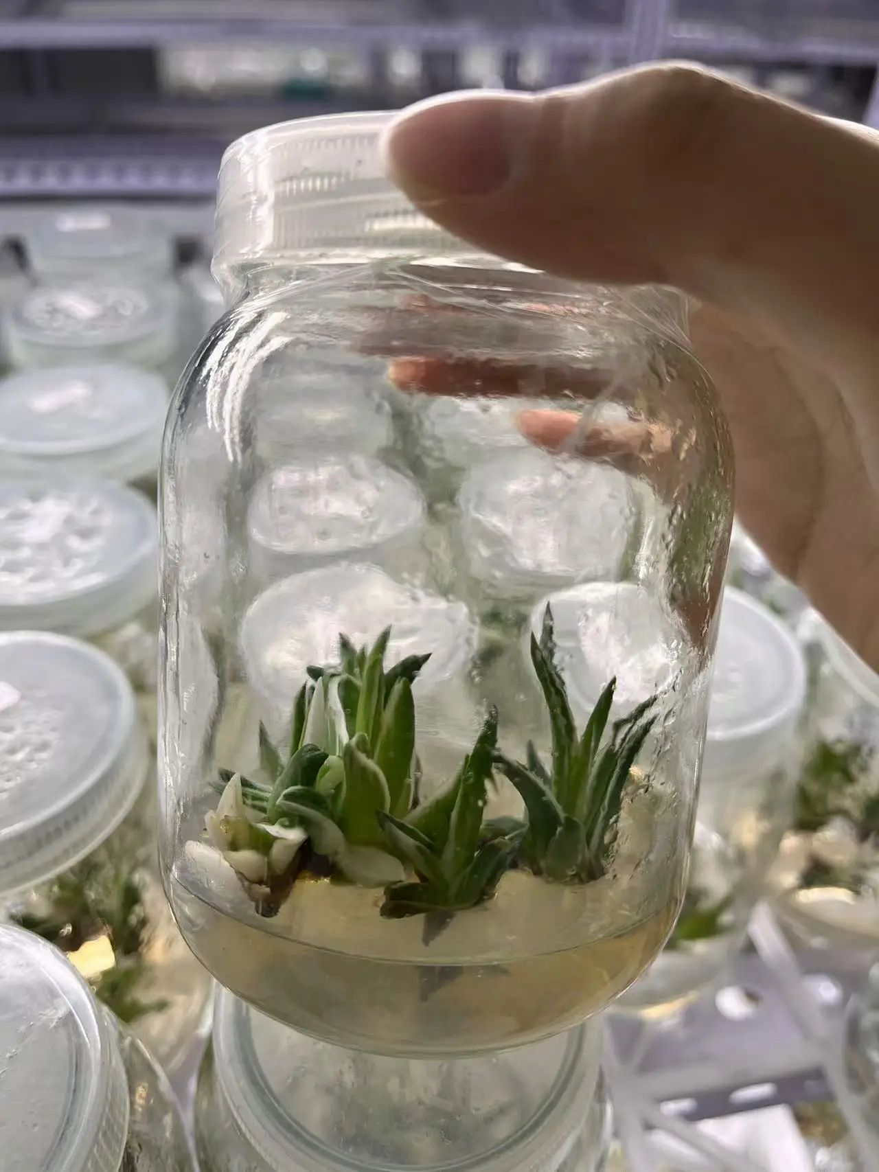 Wholesale hot selling Agave tissue culture - Ornamental plants for gardens
