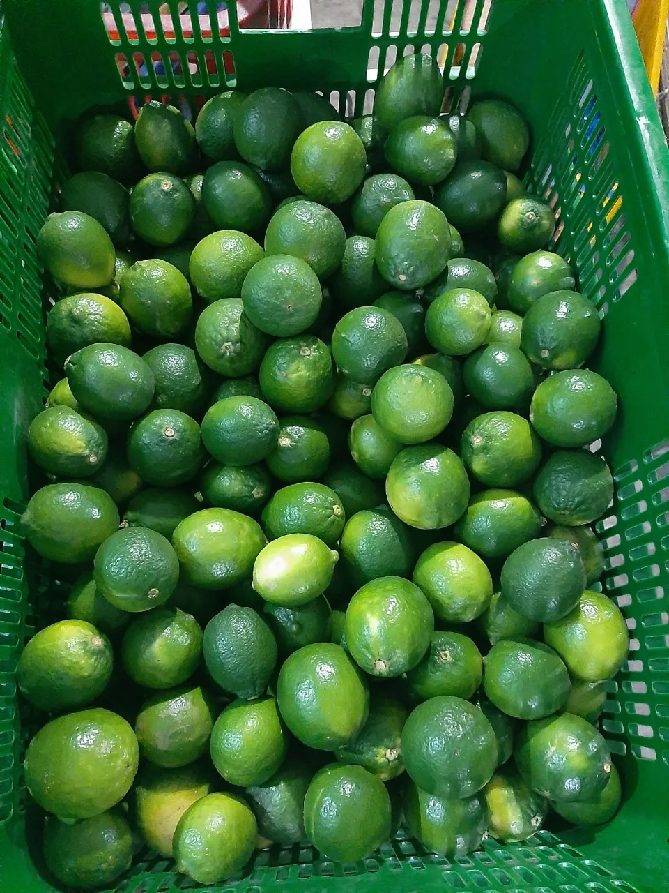 TOP SELLER IN VIETNAM 2020 LIME/ FRESH LEMON/ FRESH SEEDLESS
