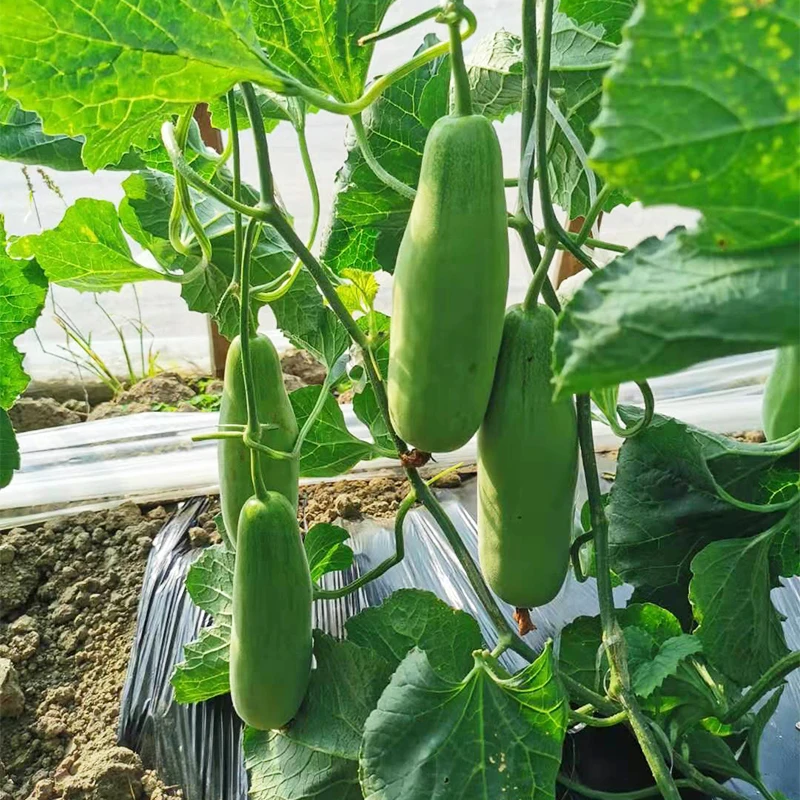 
Mixed melon seeds high yields good taste high disease from China 