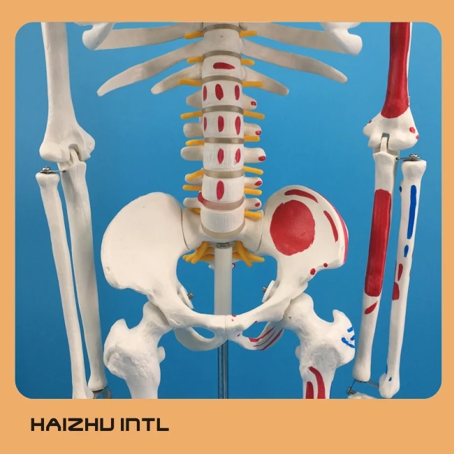 Human Skeleton Model, Skeleton Anatomy Model, Skeleton 3D Model