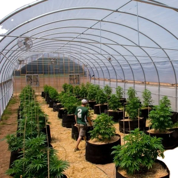 Single-Span tunnel greenhouse  hydroponic indoor smart farming