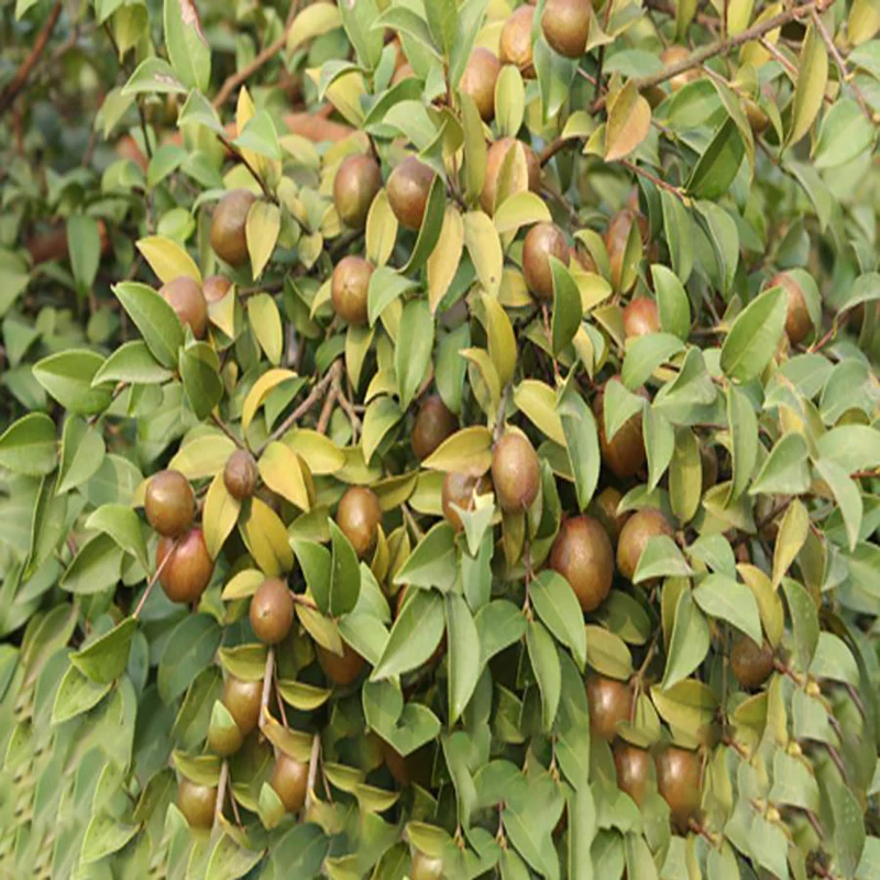 
Chinese factory bulk sale edible Tea seed oils 