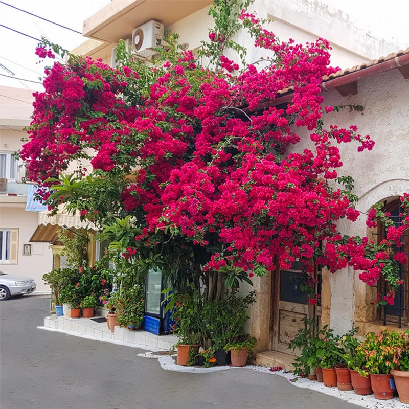 EG-G623 Silk Flowers Bougainvillea Artificial Triangle Plum Flower Bougainvillea For Wedding Decor