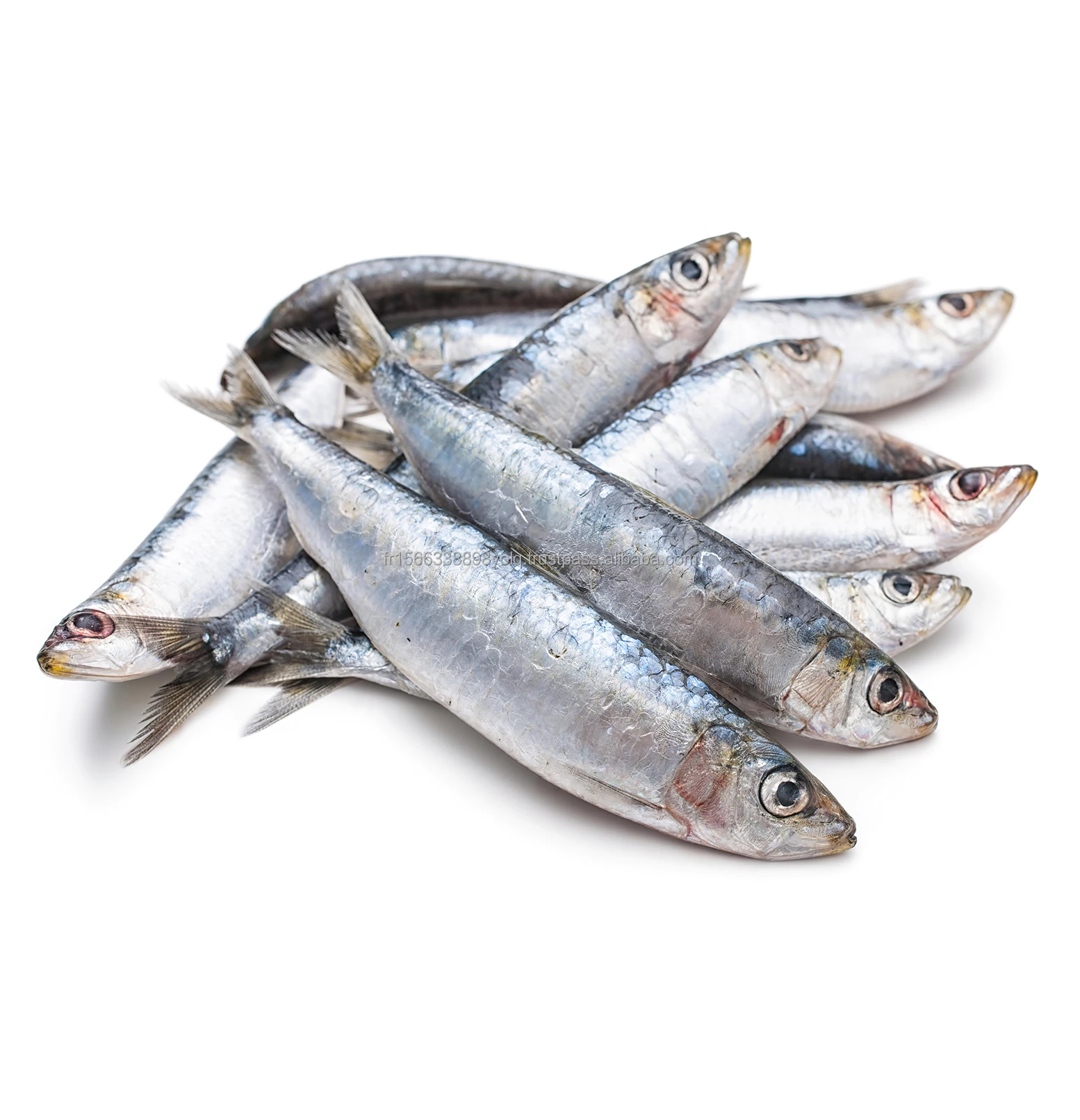 Frozen Whole Sardine Fish (sold per kg) (packed in 1.5kg)