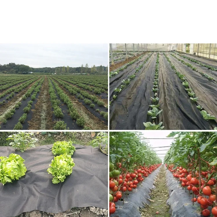 Hot Selling Agriculture 100% PP Spunbond Eco Biodegradable Breathable Anti UV Plant Cover Non Woven Weed Control Fabric In Roll