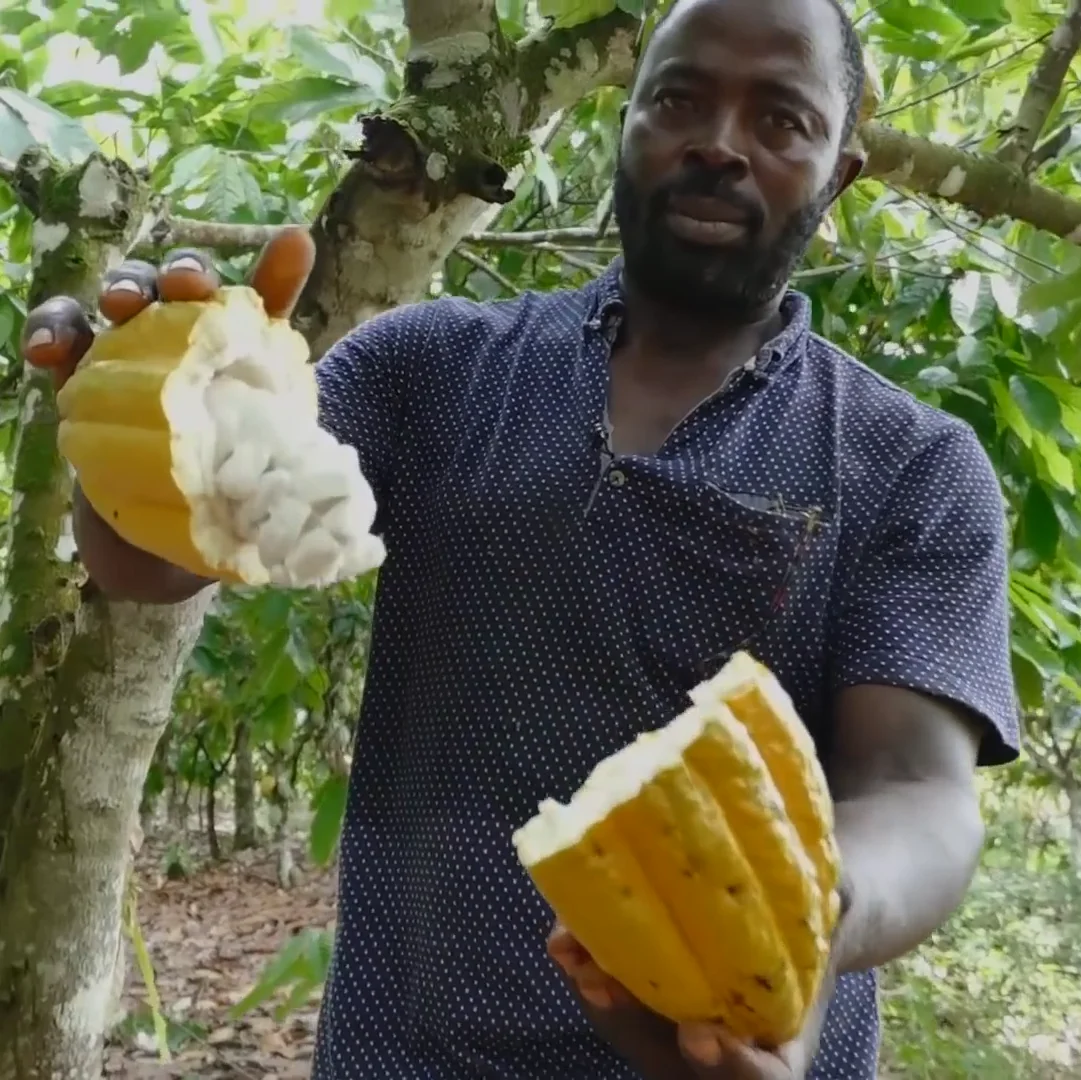 Organic Cocoa Butter Unrefined For Body Cream & Lotion - 100% Pure Natural  Ghana Theobroma cacao Seed Cold Pressed | Bulk 1kg