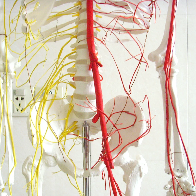 Lab Teaching Models Human 170cm Human Skeleton with Main Arteries and Spinal Nerves Skeleton of PVC
