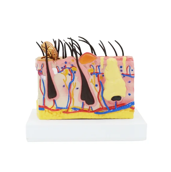 Gelsonlab HSBM-396 Canine Professional Medical Dog Skin Diseased Model for Veterinary