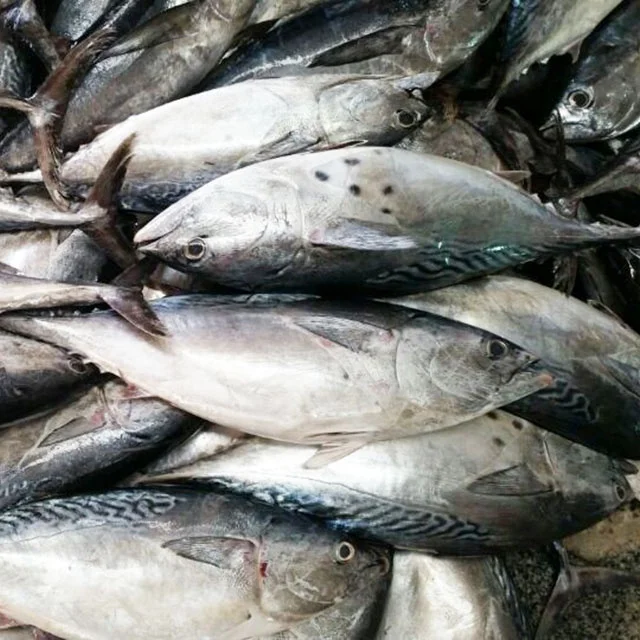 
Bonito fish flakes bonito powder bonito fish with prices 