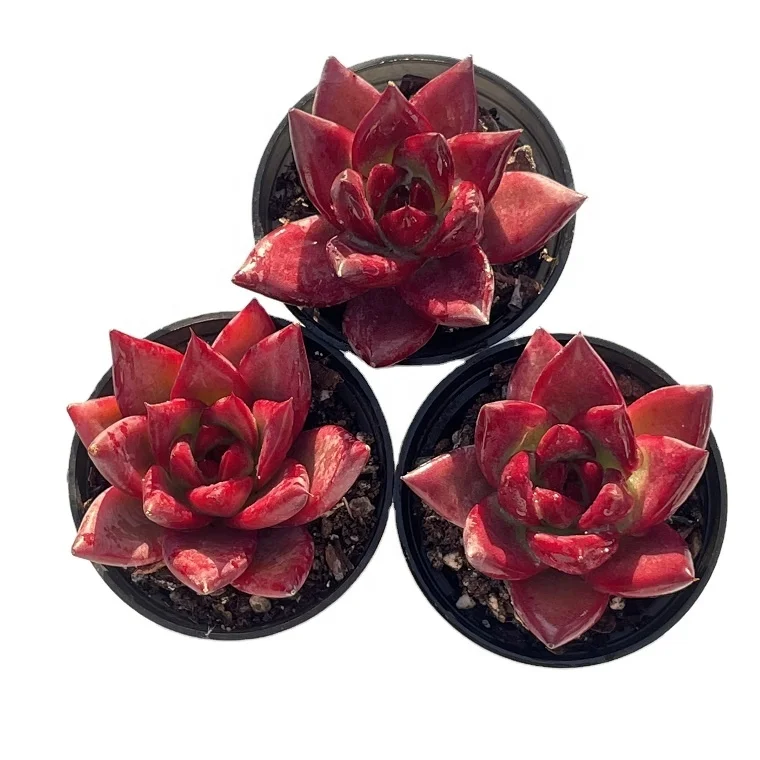 Дешевые суккуленты для продажи онлайн, живые корейские суккуленты Echeveria Cayenne