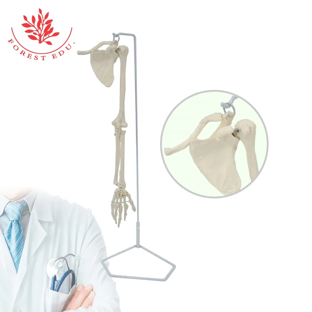 Лес Эду. Медицинская модель для конечностей человека в натуральную величину