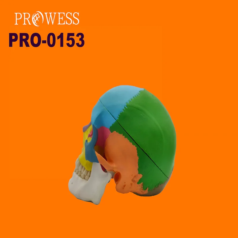 PRO-0153 Colored Human Skull Model Medical Anatomical for Medical Teaching