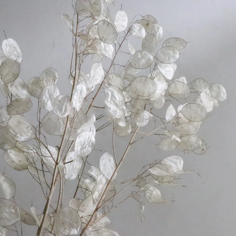 natural dry flower bouquet wholesale preserved decorative real dried flowers lunaria annua